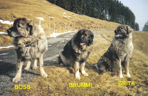 brummi boss brita glauberberg